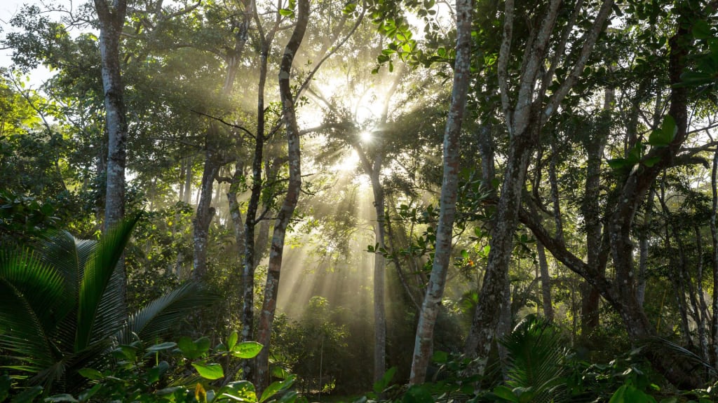 A jungle with the sun shining through